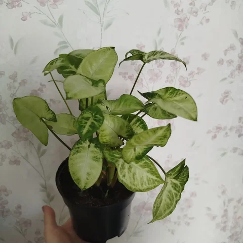 Сингониум в горшке - Велосипеды и тренажеры в Ульяновск