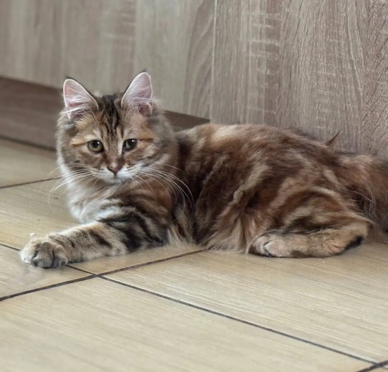 Курильский бобтейл кошечка от клубных родителей - Кошки (Животные) в Ульяновск