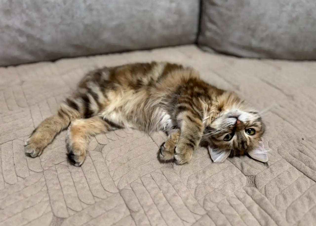 Курильский бобтейл кошечка от клубных родителей - Кошки (Животные) в Ульяновск