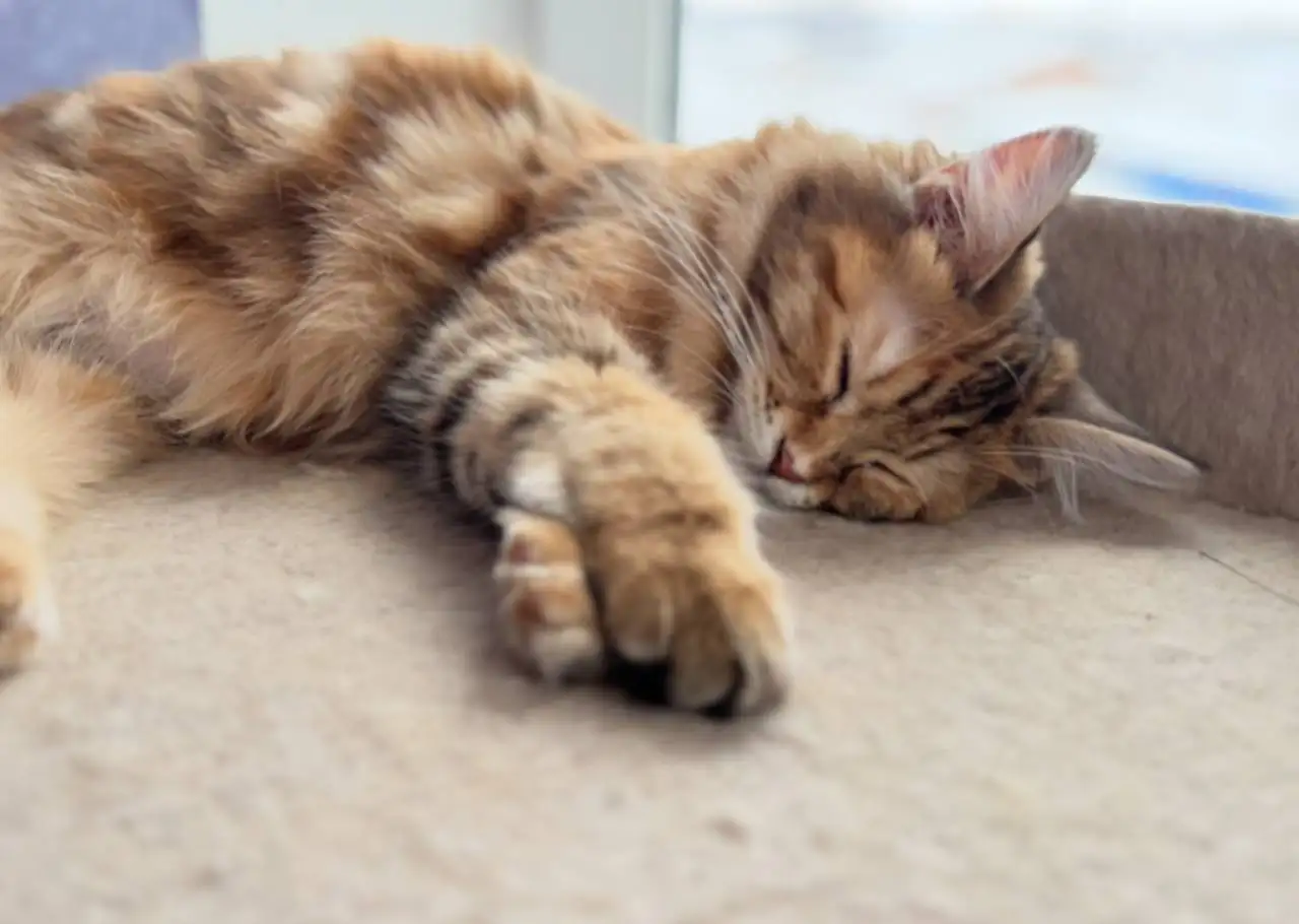 Курильский бобтейл кошечка от клубных родителей - Кошки (Животные) в Ульяновск