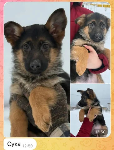 Щенок немецкой овчарки 3 месяца - частное объявление в Кинель