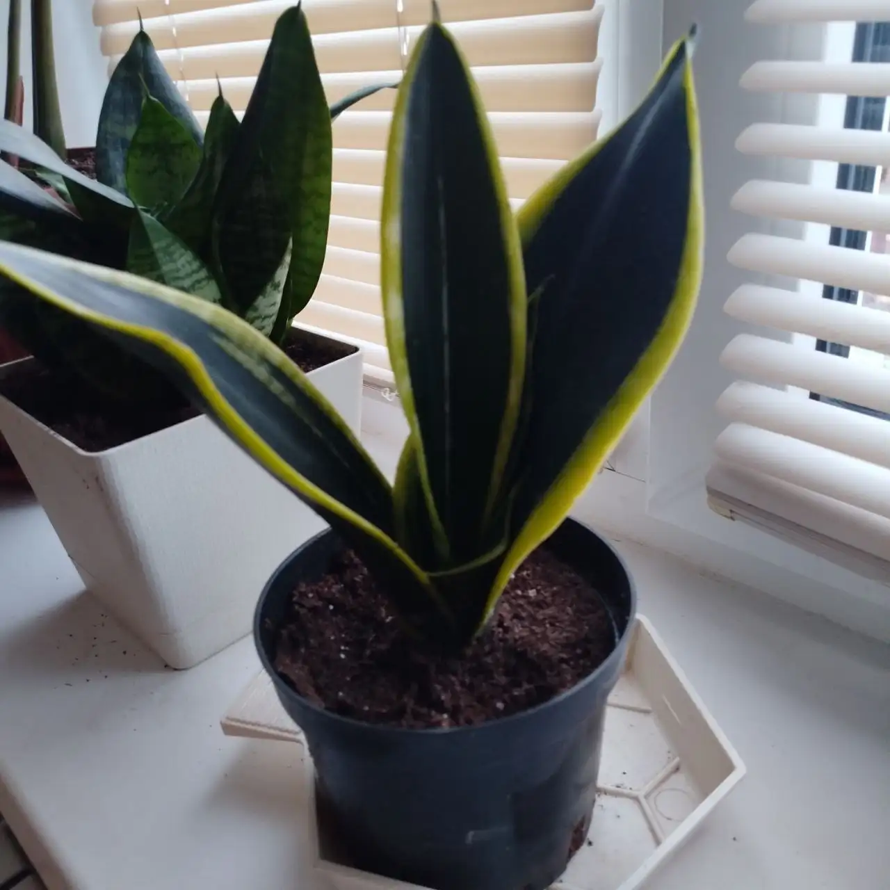 Продам Санси в горшке - Барахолка в Ульяновск