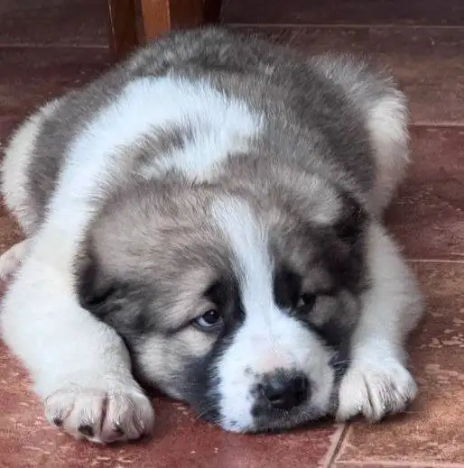 Щенок среднеазиатской овчарки породистый - Собаки (Животные) в Ульяновск