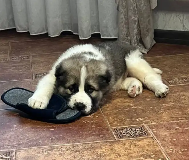 Щенок среднеазиатской овчарки породистый - Собаки (Животные) в Ульяновск