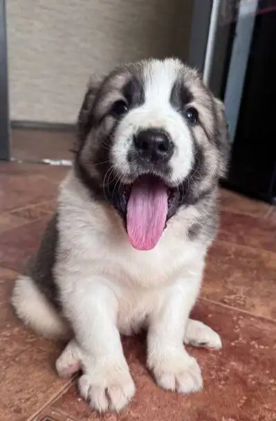 Щенок среднеазиатской овчарки породистый - Собаки (Животные) в Ульяновск