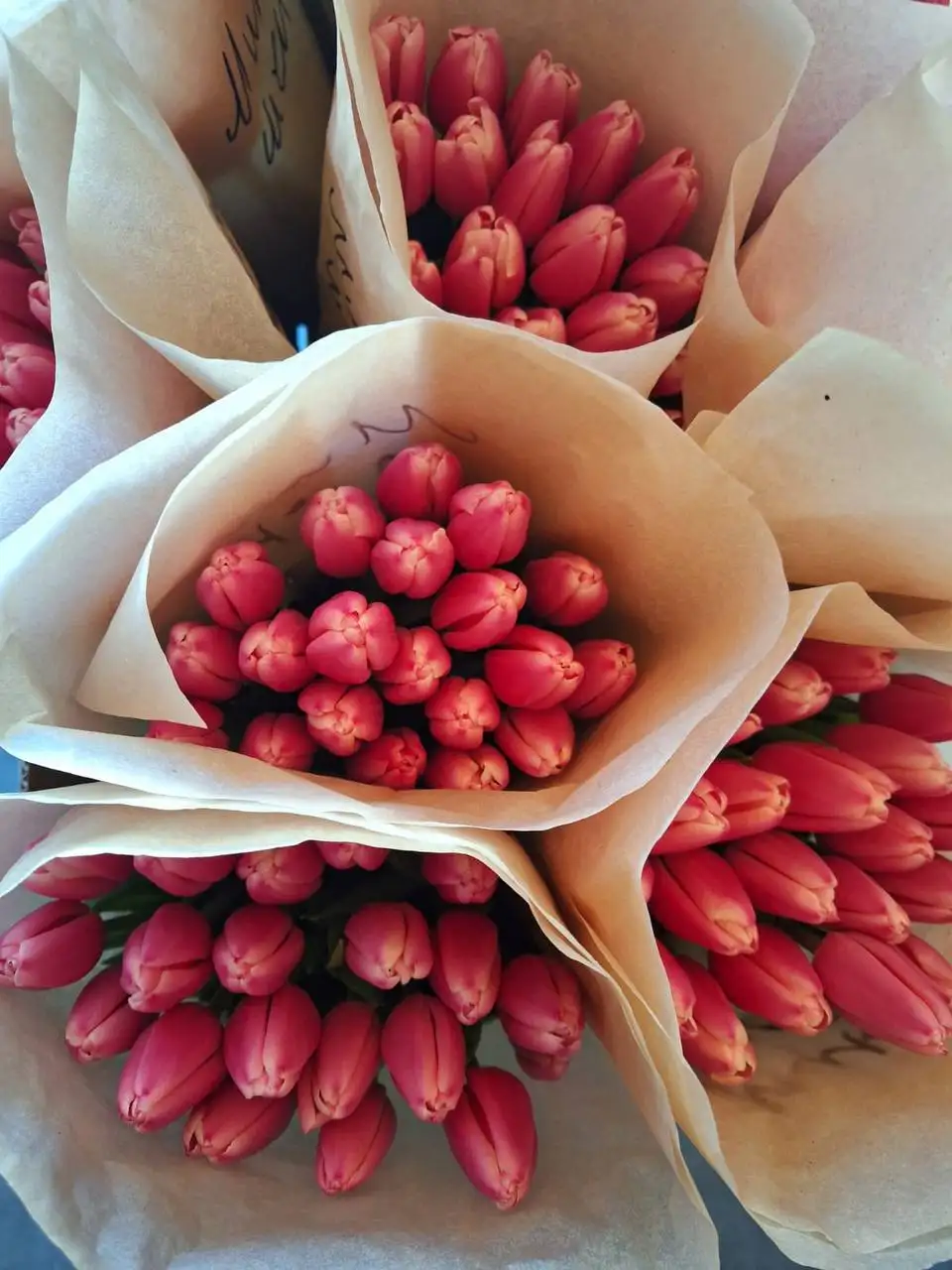Свежие тюльпаны в Ульяновске - Барахолка в Ульяновск