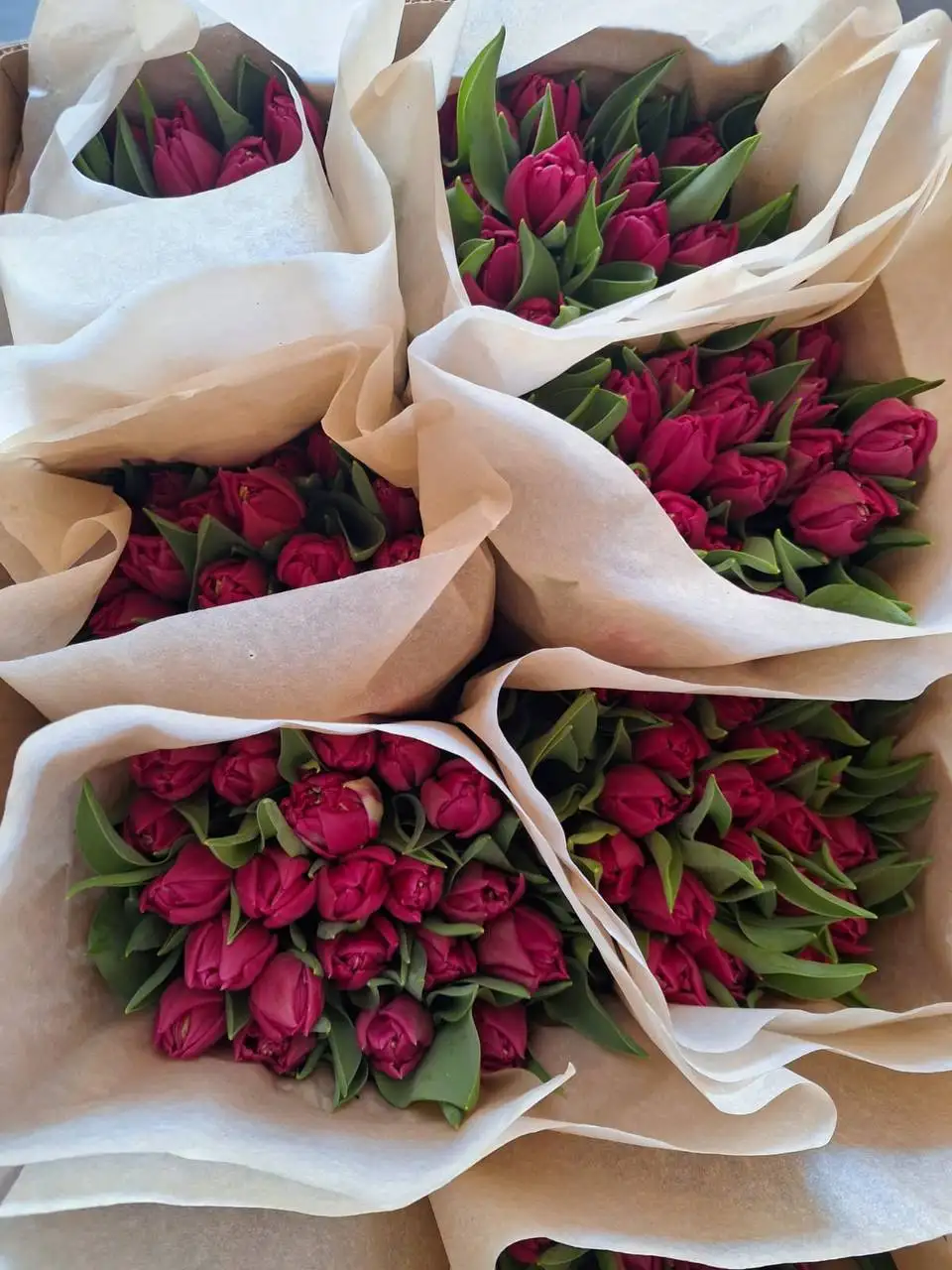 Свежие тюльпаны в Ульяновске - Барахолка в Ульяновск