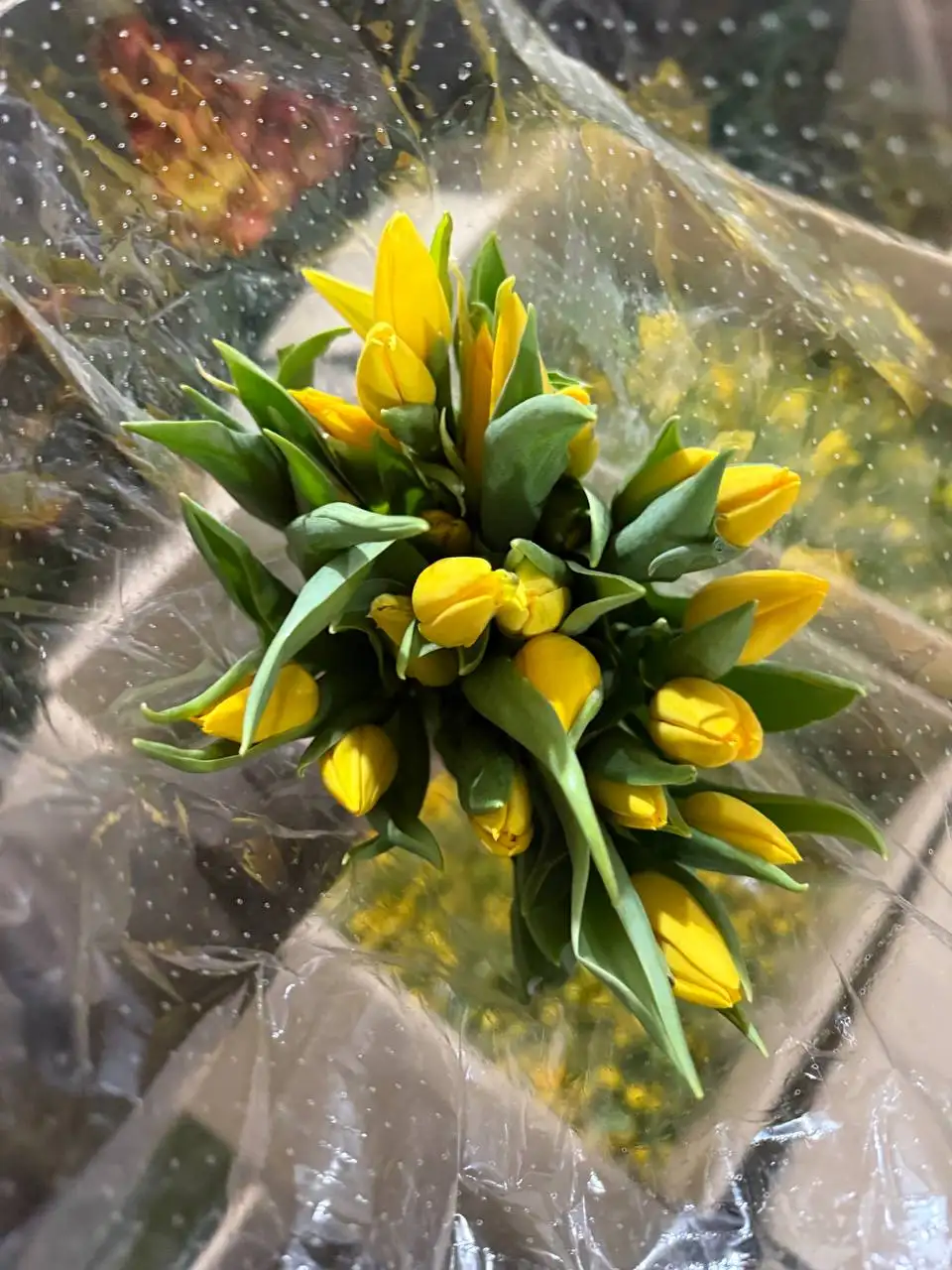 Распродажа тюльпанов и роз - Цветы (Барахолка) в Ульяновск