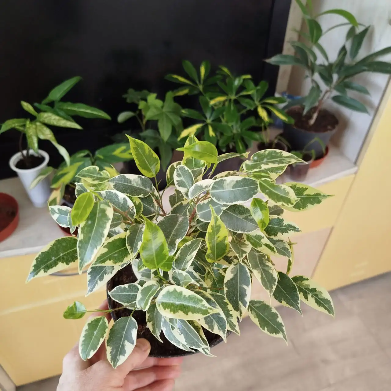 Фикус Бенджамин и другие растения - Растения (Барахолка) в Ульяновск