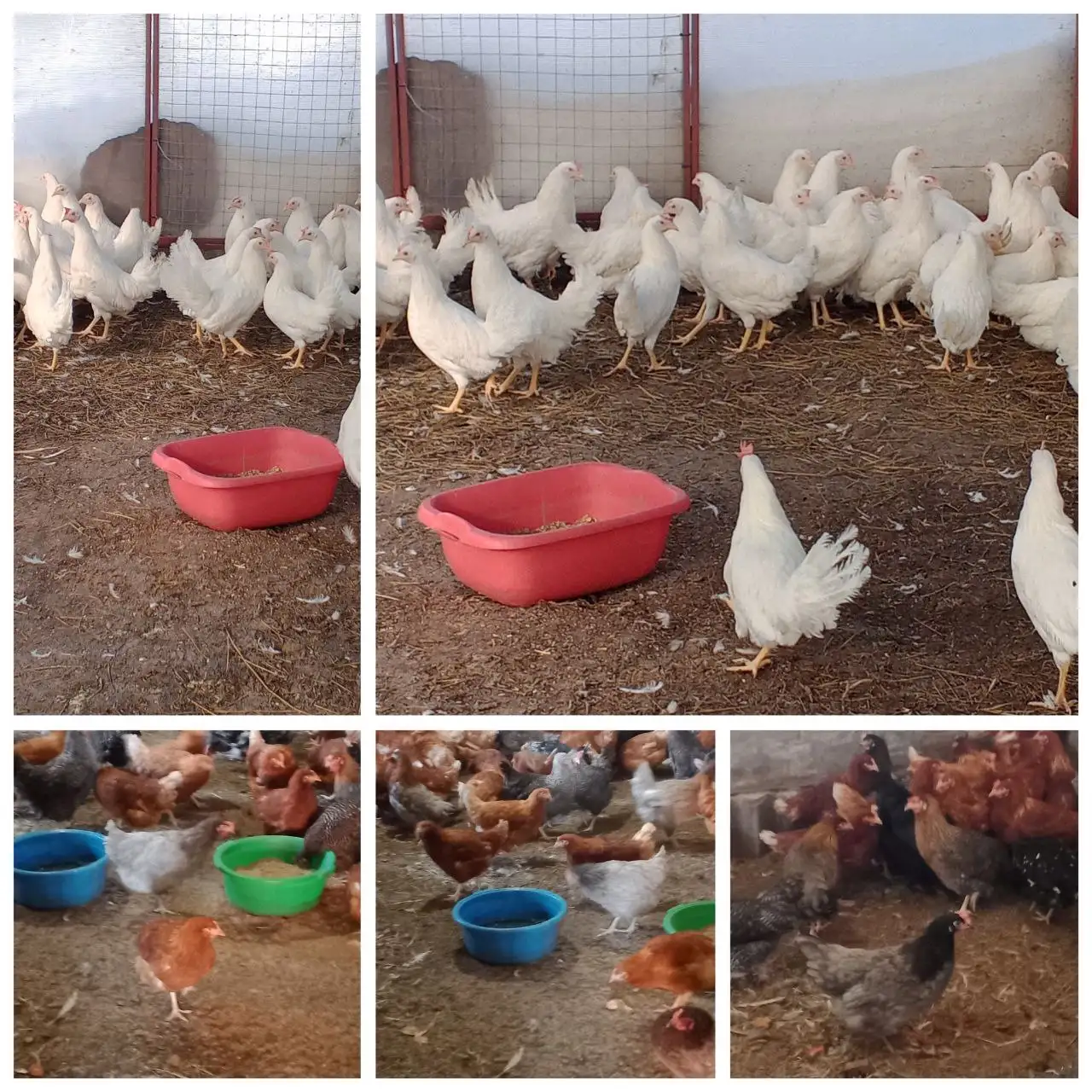 Продажа кур-несушек: молодки красные, белые и доминанты - Животные (Барахолка) в Ульяновск
