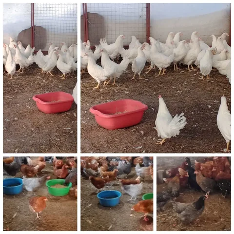 Продажа кур-несушек: молодки красные, белые и доминанты - Ткани в Ульяновск