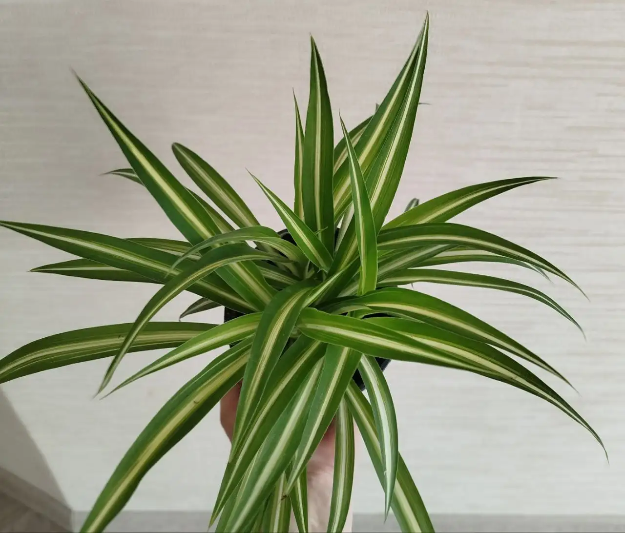 Хлорофитум кудрявый в горшке - Растения (Барахолка) в Ульяновск