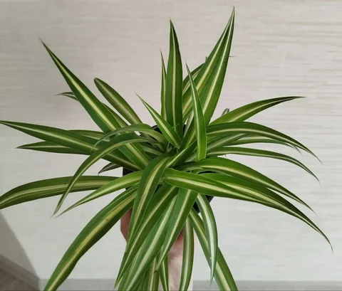 Хлорофитум кудрявый в горшке - Ткани в Ульяновск