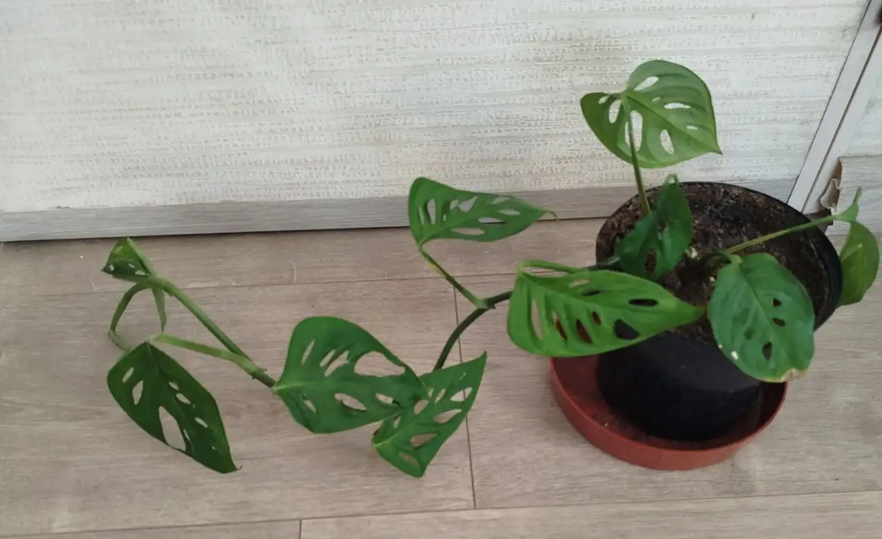 Продажа монстеры в литровом горшке - Растения (Барахолка) в Ульяновск