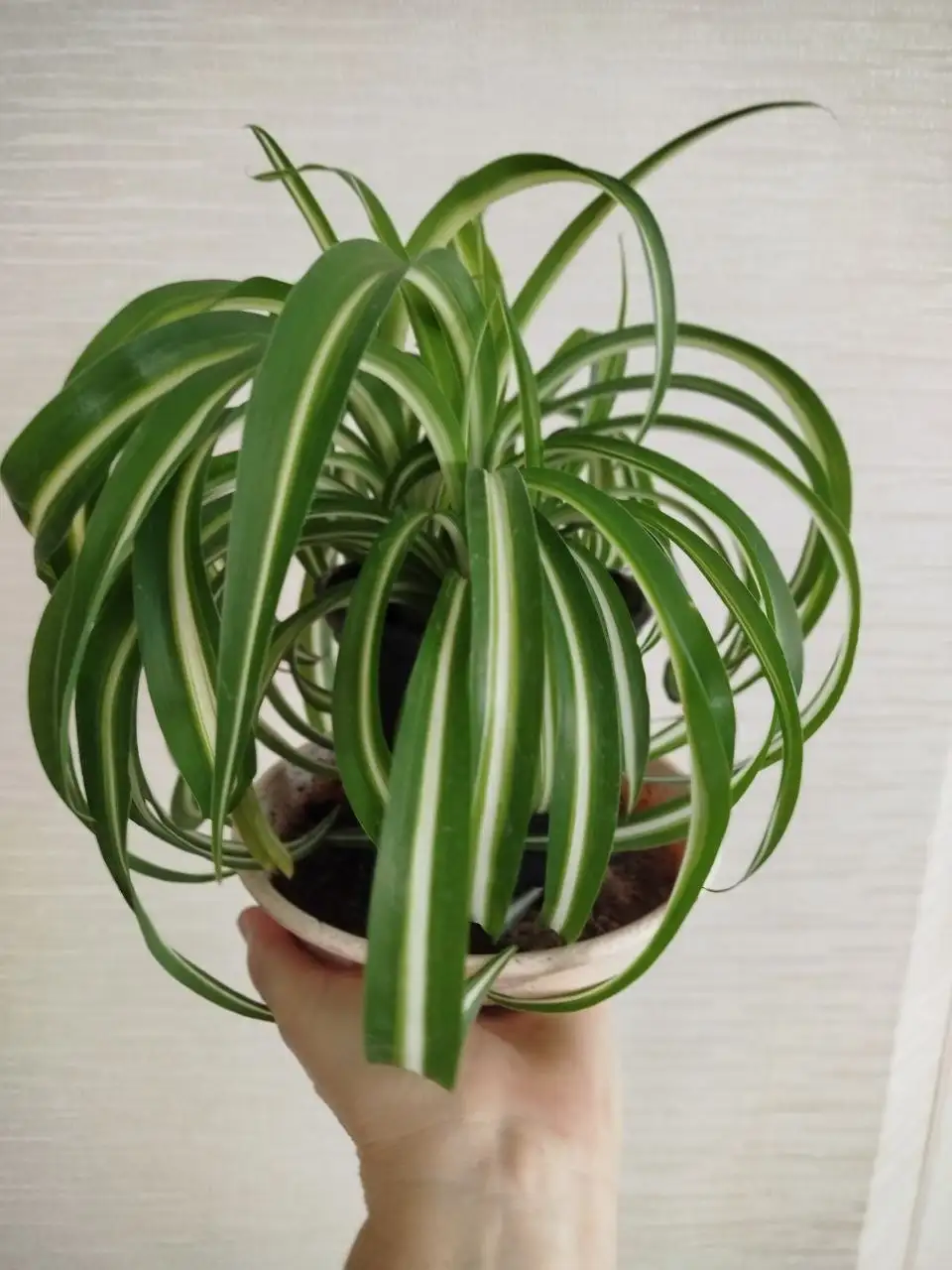 Хлорофитум хохлатый в горшке - Растения (Хобби и отдых) в Ульяновск