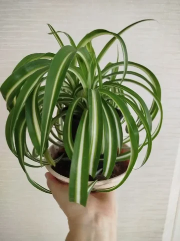 Хлорофитум хохлатый в горшке - Садоводство/Растения в Ульяновск