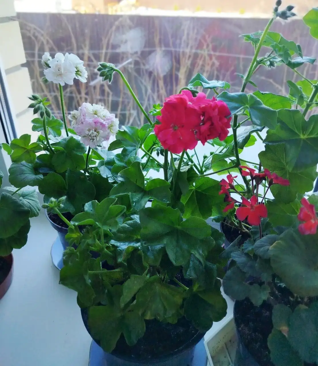 Ампельная пеларгония в горшке - Растения (Барахолка) в Ульяновск