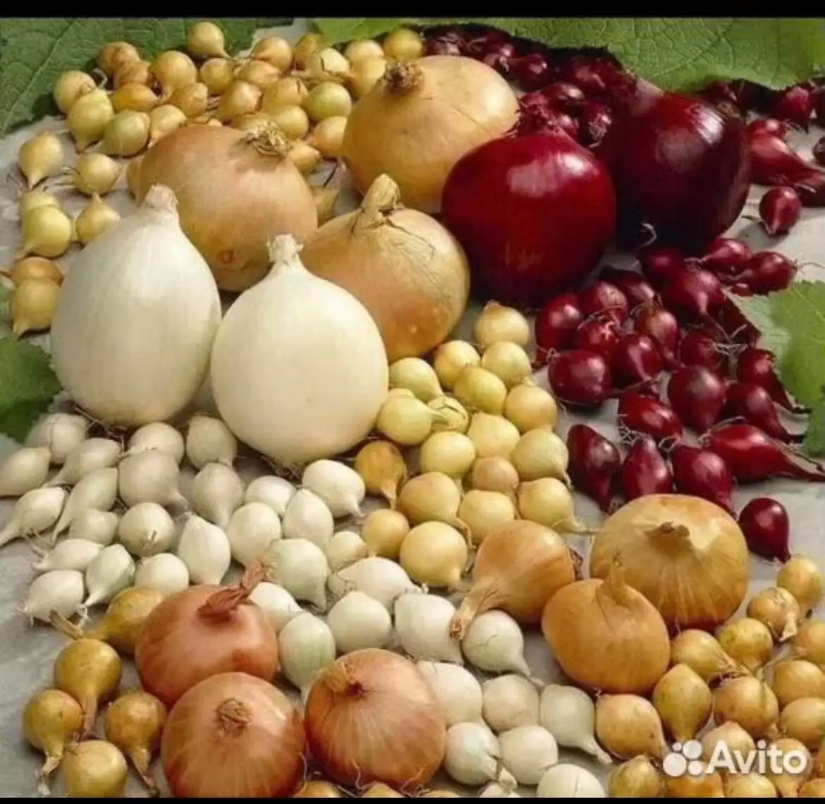 Продажа домашнего лука севка - Продукты питания (Барахолка) в Лаишевка