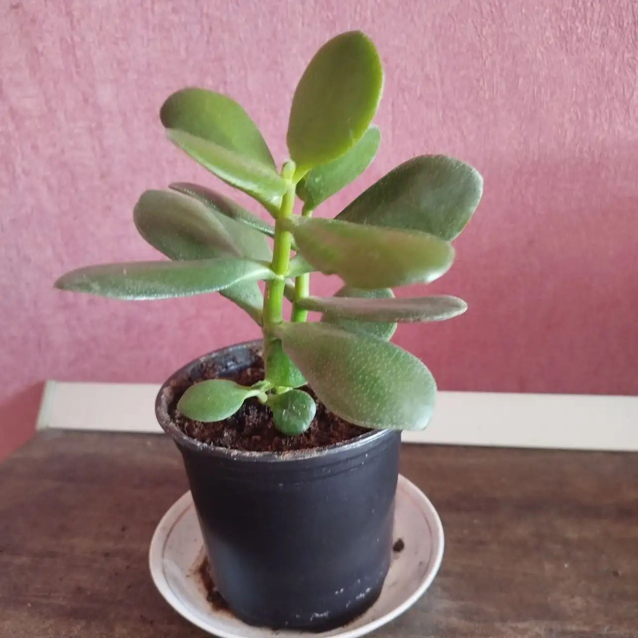 Толстянка (денежное дерево) в горшке - Комнатные растения (Хобби и отдых) в Ульяновск