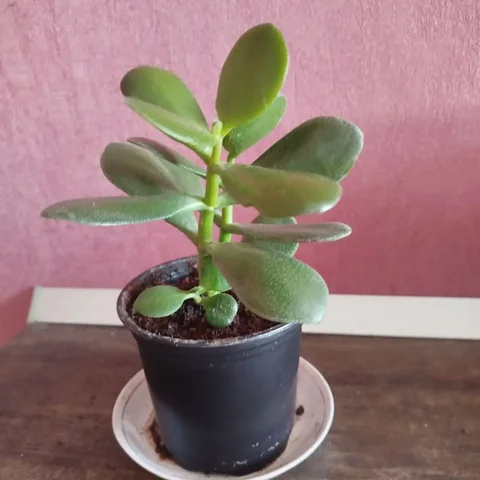 Толстянка (денежное дерево) в горшке - частное объявление в Ульяновск