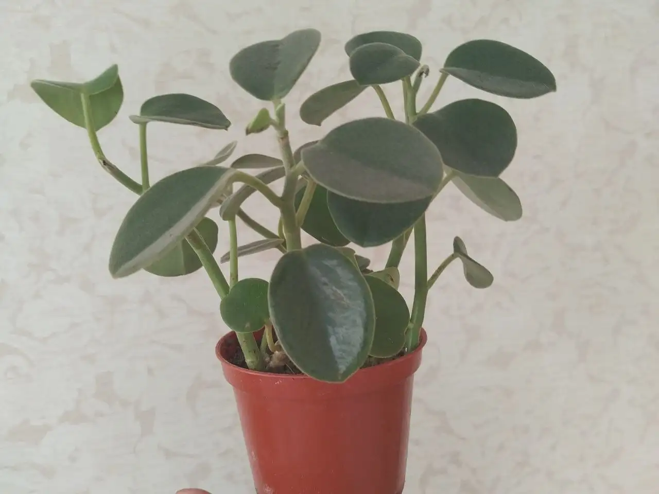 Пеперомия седая вельвет - Растения (Хобби и отдых) в Ульяновск