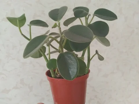 Пеперомия седая вельвет - частное объявление в Ульяновск