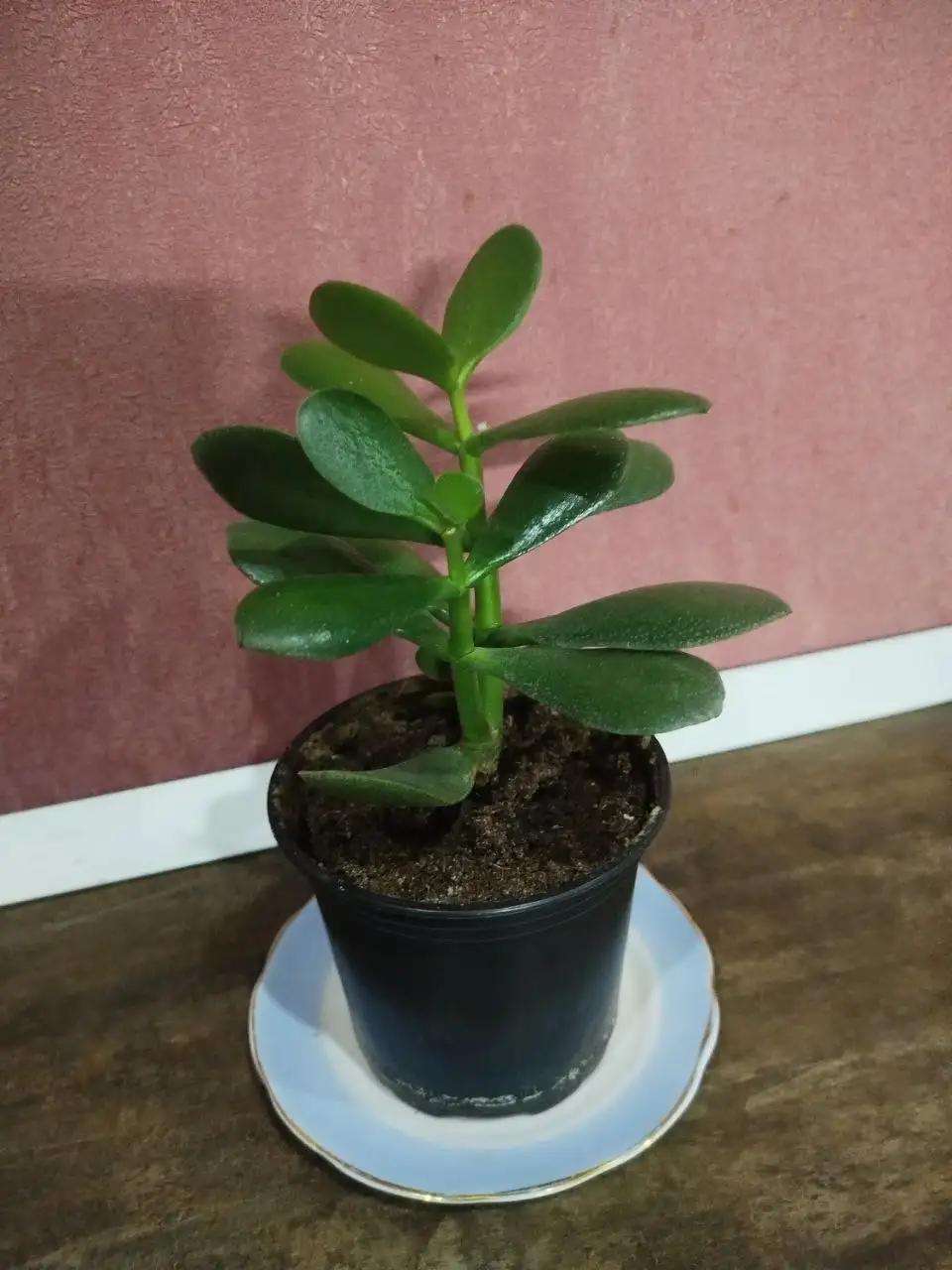 Толстянка (денежное дерево) в горшке 0.7 л - Растения (Барахолка) в Ульяновск