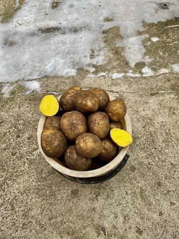 Продам домашний картофель с доставкой - Барахолка в Лаишевка