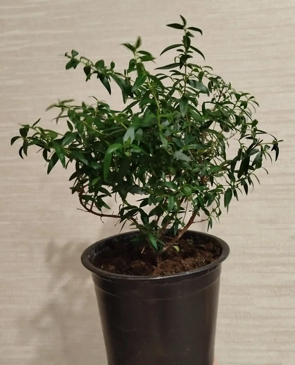 Мирт в литровом горшке - Растения (Барахолка) в Ульяновск