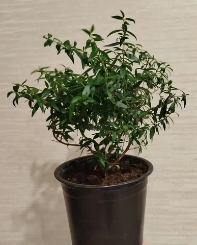 Мирт в литровом горшке - Продукты питания в Ульяновск