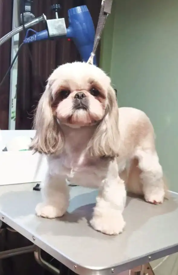 Груминг для собак мелких и средних пород - Груминг (Услуги) в Краснодар