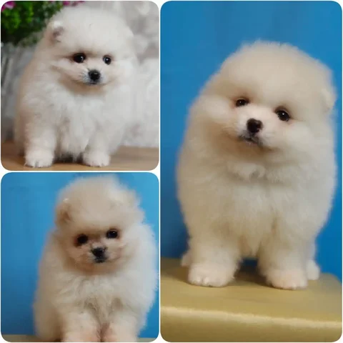 Щенки померанского шпица девочки 2 месяца - Рыбы в Краснодар