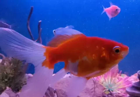 Продам большую золотую рыбку 15 см - частное объявление в Краснодар