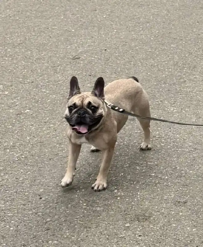 Пропала собака в Краснодаре - Собаки (Животные) в Краснодар