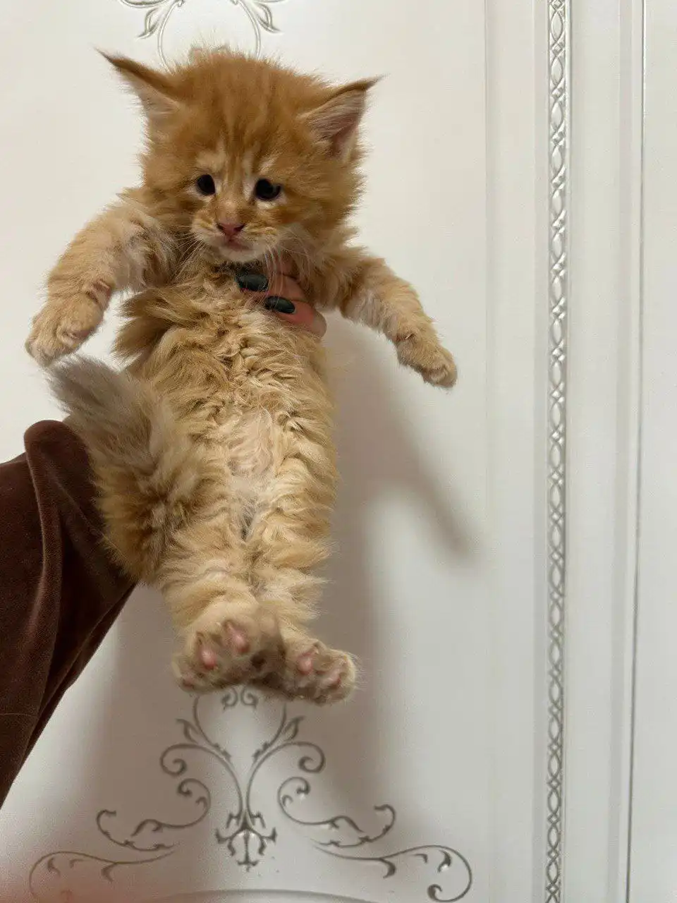 Котенок мейн-кун Апельсинчик - Кошки (Животные) в Краснодар