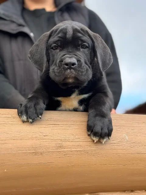 Продажа щенка породы Легенда Крыма Адреналин - Собаки в Краснодар