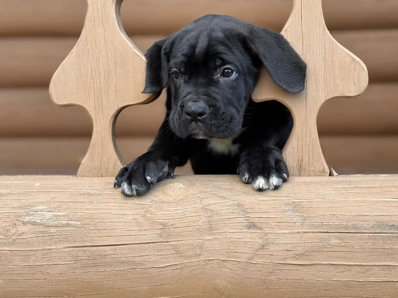 Продажа щенка породы Легенда Крыма Адреналин - Собаки (Животные) в Краснодар