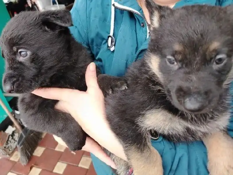 Продажа щенков немецкой овчарки - Собаки (Животные) в Краснодар