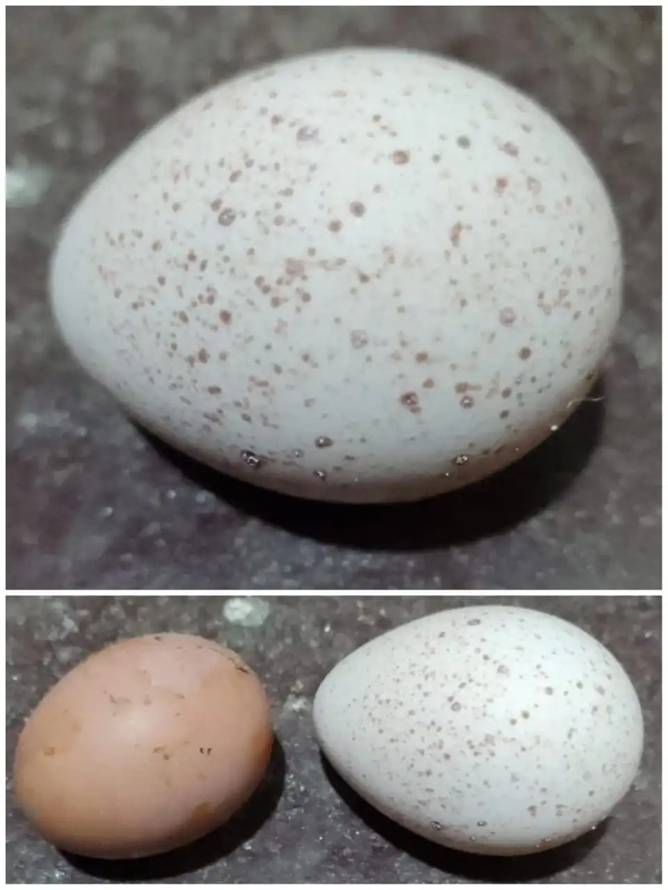 Продажа яиц индейки - Птица (Животные) в Краснодар