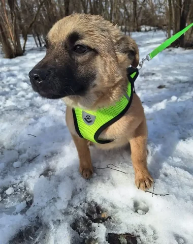 Щенок для семьи в Каневской - частное объявление в Каневская