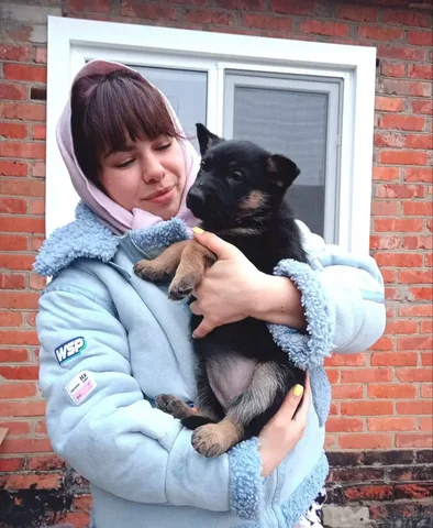 Продажа щенков немецкой чёрной овчарки - Собаки в Краснодар