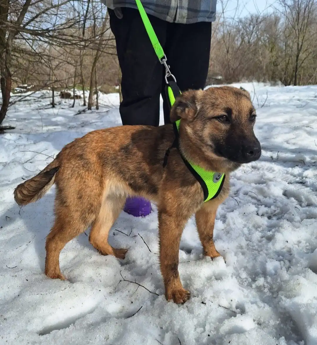 Щенок ищет дом в Каневской - Собаки (Животные) в Краснодар