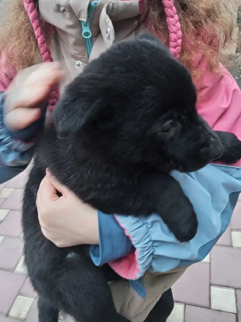 Щенки чёрной немецкой овчарки - Собаки (Животные) в Краснодар