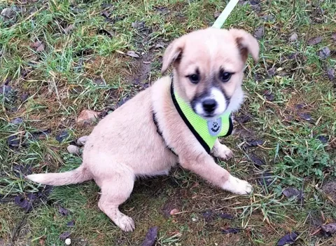 Продажа щенка в Каневской - частное объявление в Каневская