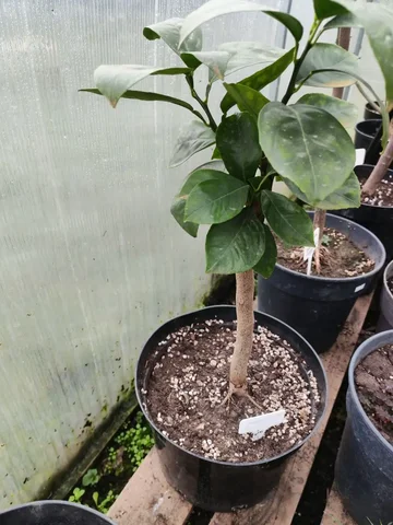 Продажа комнатных цитрусовых растений - частное объявление в Краснодар