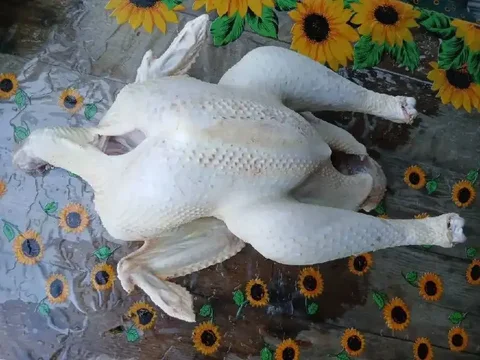 Продается домашняя индейка - частное объявление в Краснодар