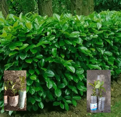 Продажа саженцев лавровишни - Билеты на мероприятия в Краснодар