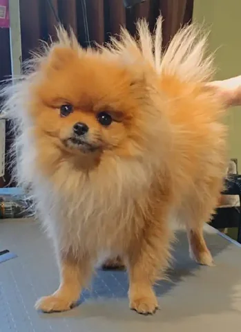 Потерялась шпиц девочка Ника - Животные в Краснодар