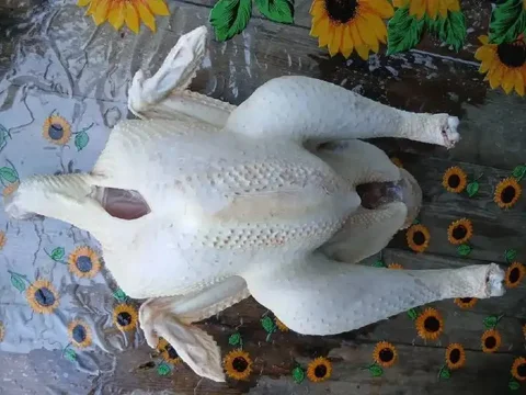 Продается тушка домашней индейки - Животные в Краснодар