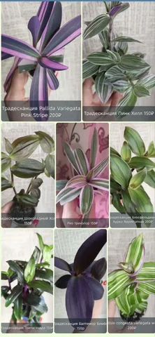 Коллекция камелиновых Традесканций в Краснодаре - Азартные игры в Краснодар